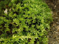 Hydrogonium croceum