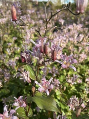 Tricyrtis
