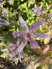 Tricyrtis