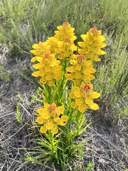 Ceratandra grandiflora