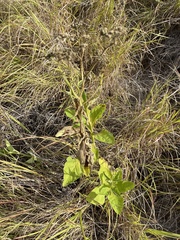 Verbesina microptera