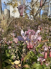 Tricyrtis