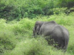 Elephas maximus