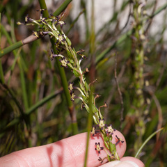 Microdon dubius