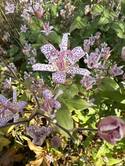 Tricyrtis