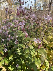 Tricyrtis