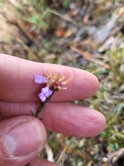 Galatella aragonensis