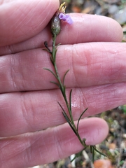 Galatella aragonensis