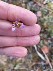 Galatella aragonensis