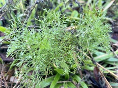 Eupatorium capillifolium