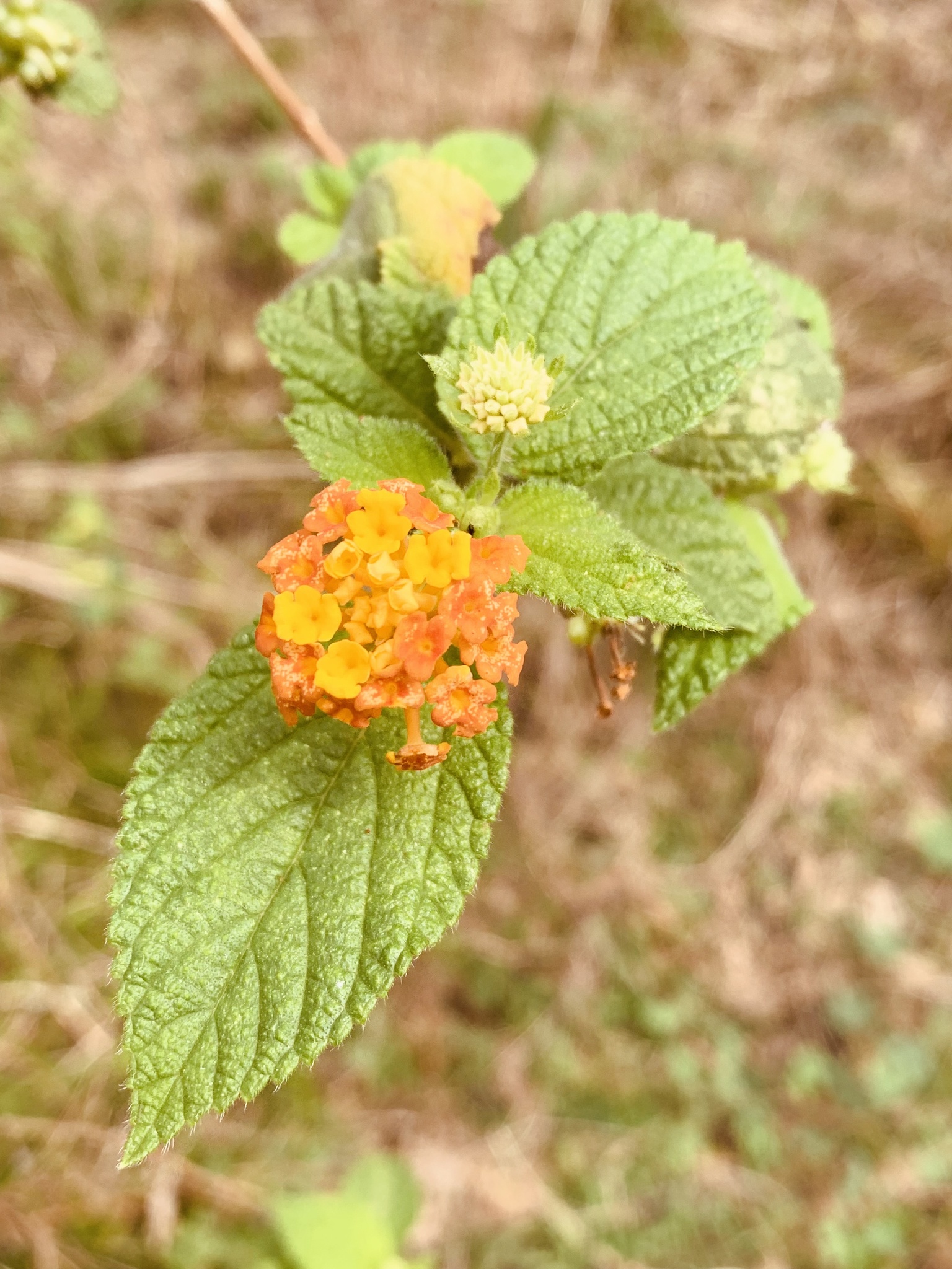 Lantana camara