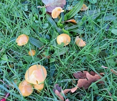 Cuphophyllus pratensis