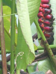 Heliconia imbricata