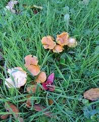 Cuphophyllus pratensis