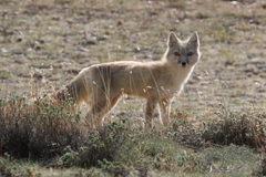 Vulpes corsac