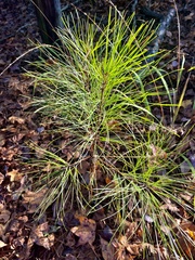 Pinus glabra