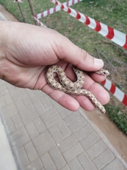 Dipsina multimaculata