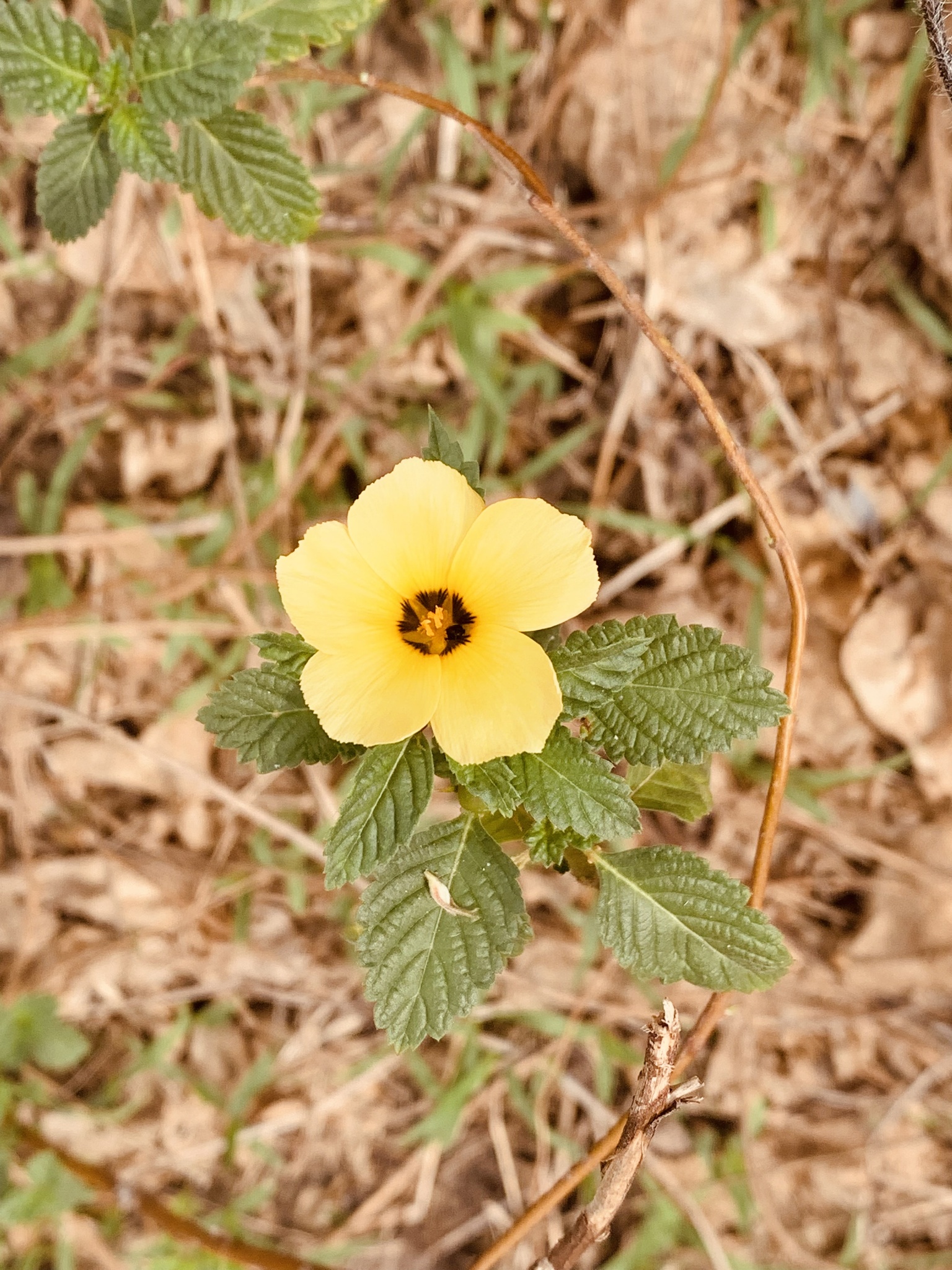 Turnera subulata