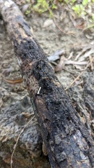 Peroneutypa