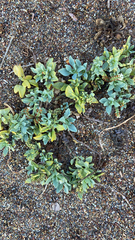 Heliotropium curassavicum