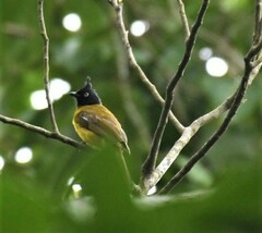 Rubigula flaviventris
