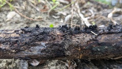 Peroneutypa