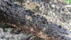 Peroneutypa