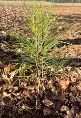 Pinus glabra