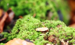 Dicranum montanum