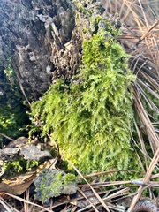 Thuidium delicatulum