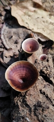 Microporus xanthopus