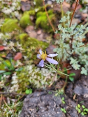 Galatella aragonensis