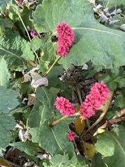 Persicaria orientalis