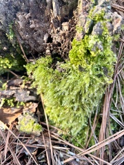 Thuidium delicatulum