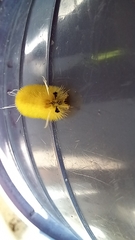 Lophocampa