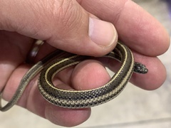 Tropidoclonion lineatum