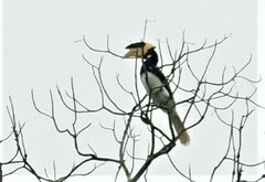 Anthracoceros coronatus