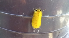 Lophocampa