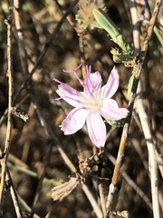 Stephanomeria pauciflora