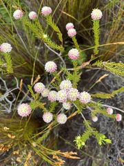 Lachnaea densiflora