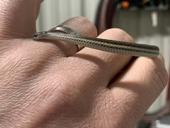 Tropidoclonion lineatum