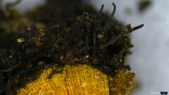Peroneutypa