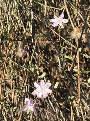 Stephanomeria pauciflora