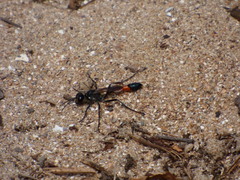 Ammophila sabulosa