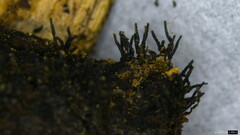 Peroneutypa