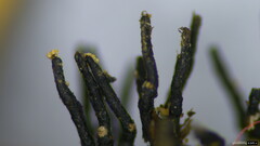 Peroneutypa
