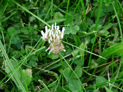 Loxostege sticticalis