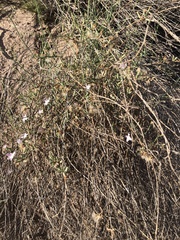 Stephanomeria pauciflora
