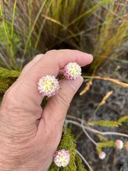 Lachnaea densiflora