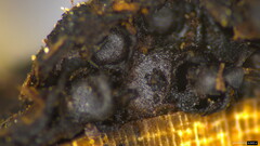Peroneutypa